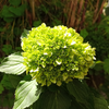 Mini Green Bulk Hydrangea