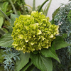 Mini Green Bulk Hydrangea