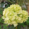 Lime Green Bulk Hydrangea