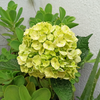 Lime Green Bulk Hydrangea