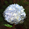 Fresh Blue Bulk Hydrangea