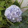 Fresh Blue Bulk Hydrangea
