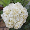 Large White Bulk Hydrangea