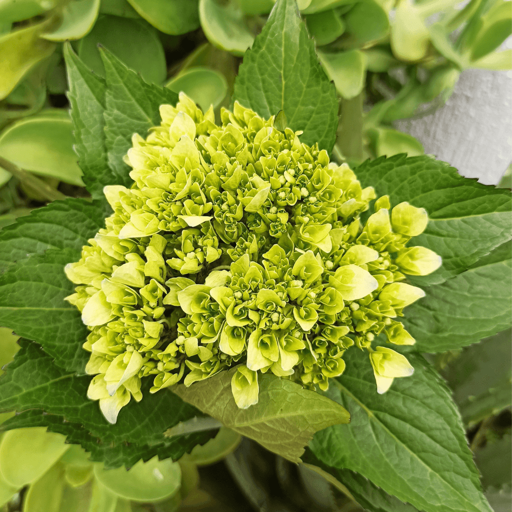 Mini Green Bulk Hydrangea