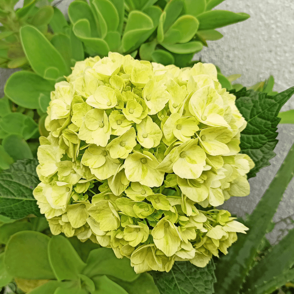 Lime Green Bulk Hydrangea