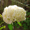 Premium White Bulk Hydrangea