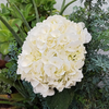 Premium White Bulk Hydrangea
