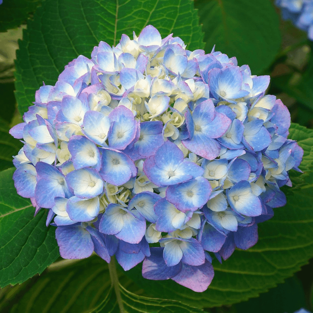 Fresh Blue Bulk Hydrangea