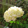 Fresh White Wholesale Hydrangea