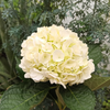 Fresh White Wholesale Hydrangea