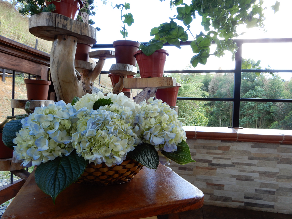 Do you dare to decorate with hydrangeas?