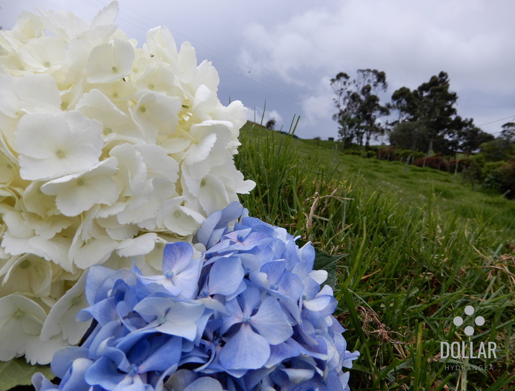 Fun facts about Hydrangeas