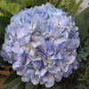 Premium Blue Bulk Hydrangea