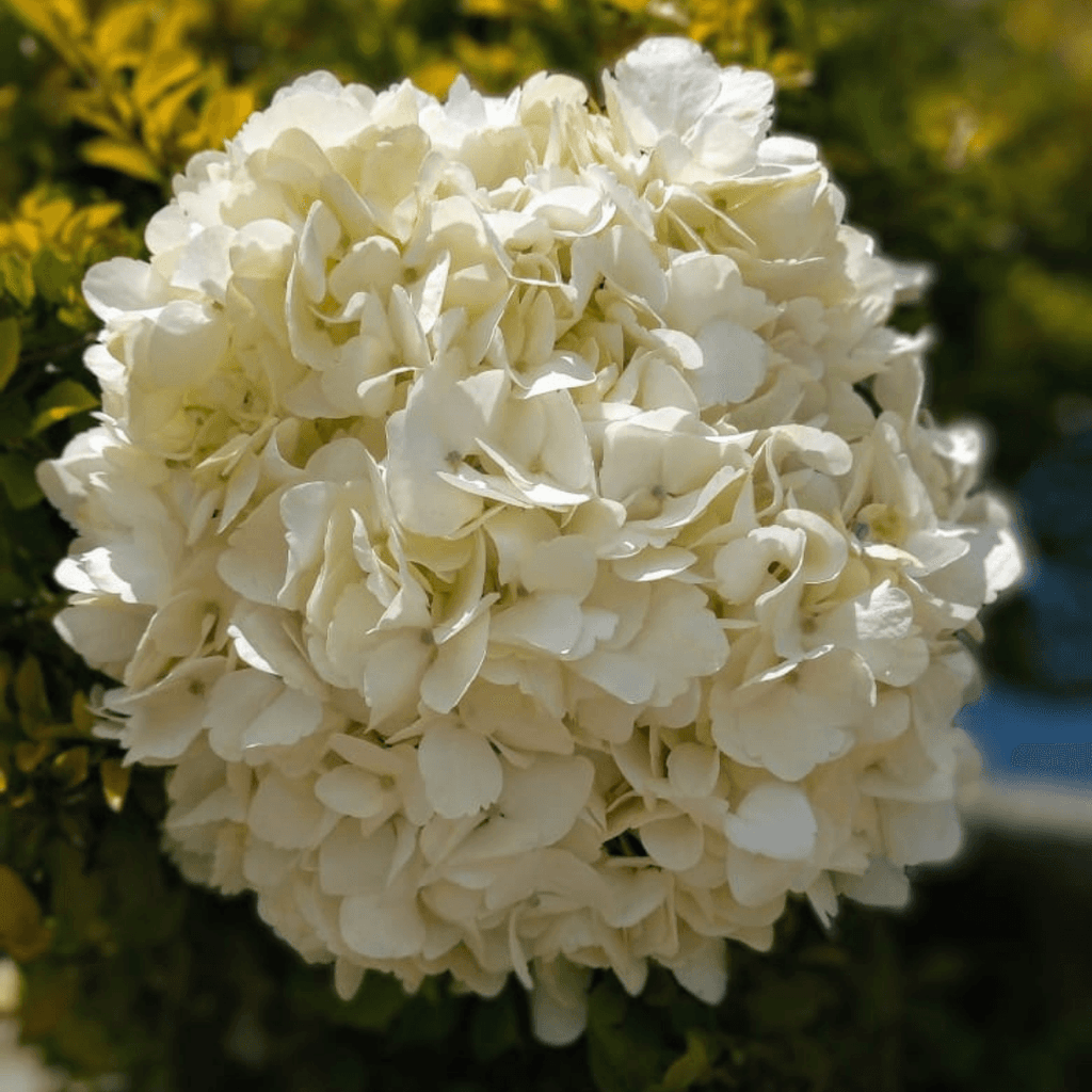 Large White Bulk Hydrangea