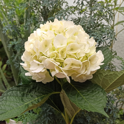 Fresh White Wholesale Hydrangea